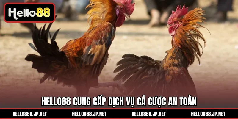 HELLO88 cung cấp dịch vụ cá cược an toàn 