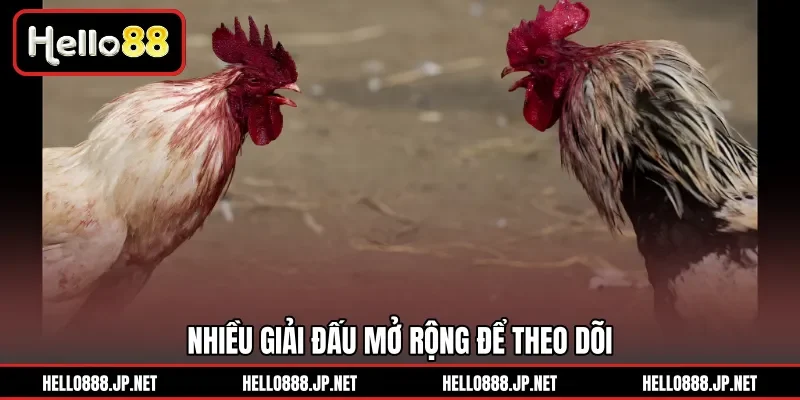 Nhiều giải đấu mở rộng để theo dõi 